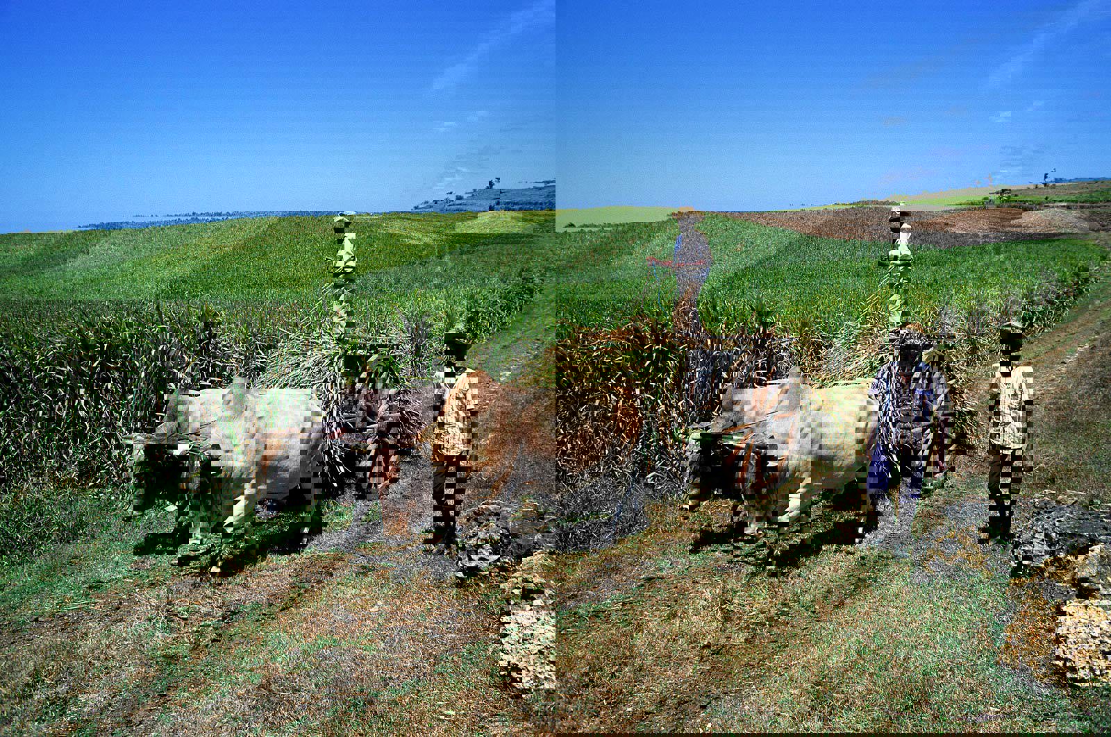 Bönder framför en åker