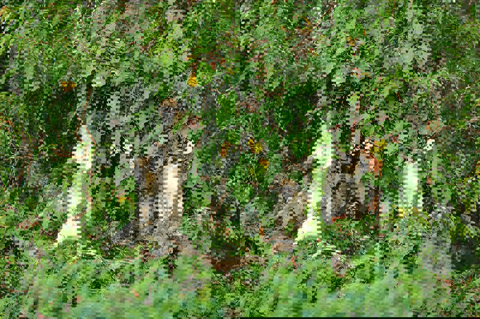 Grupp med apor bland gröna blad