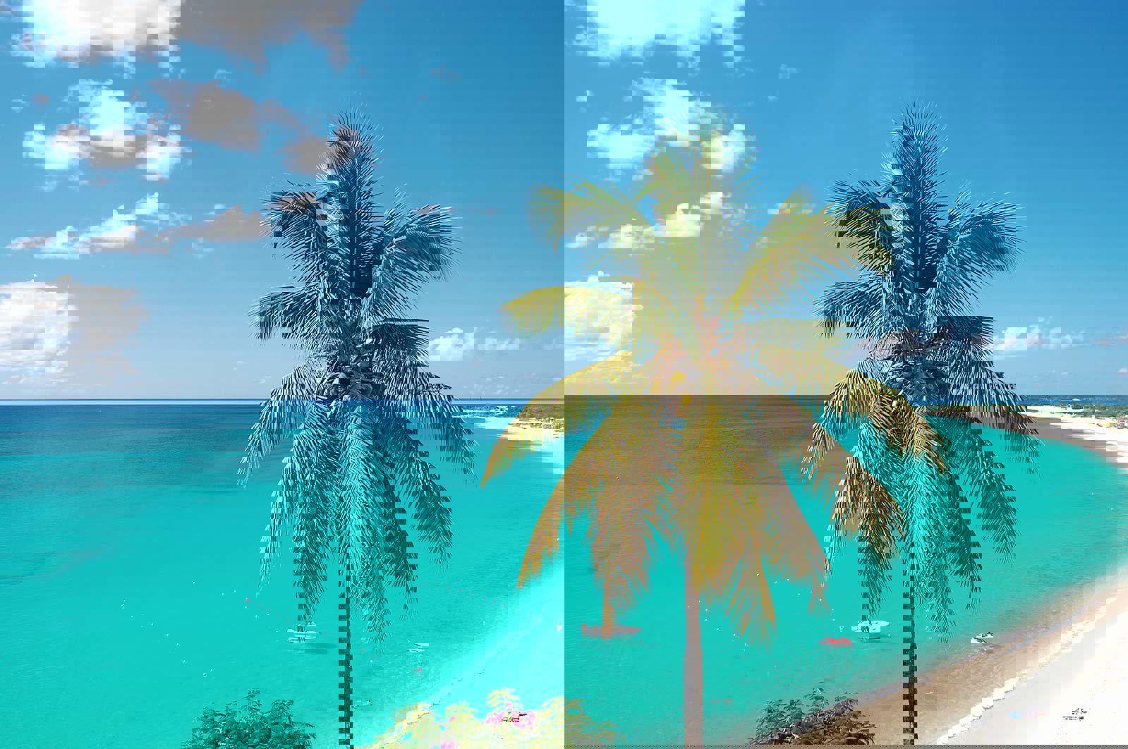 Sandstrand med turkost vatten och palm