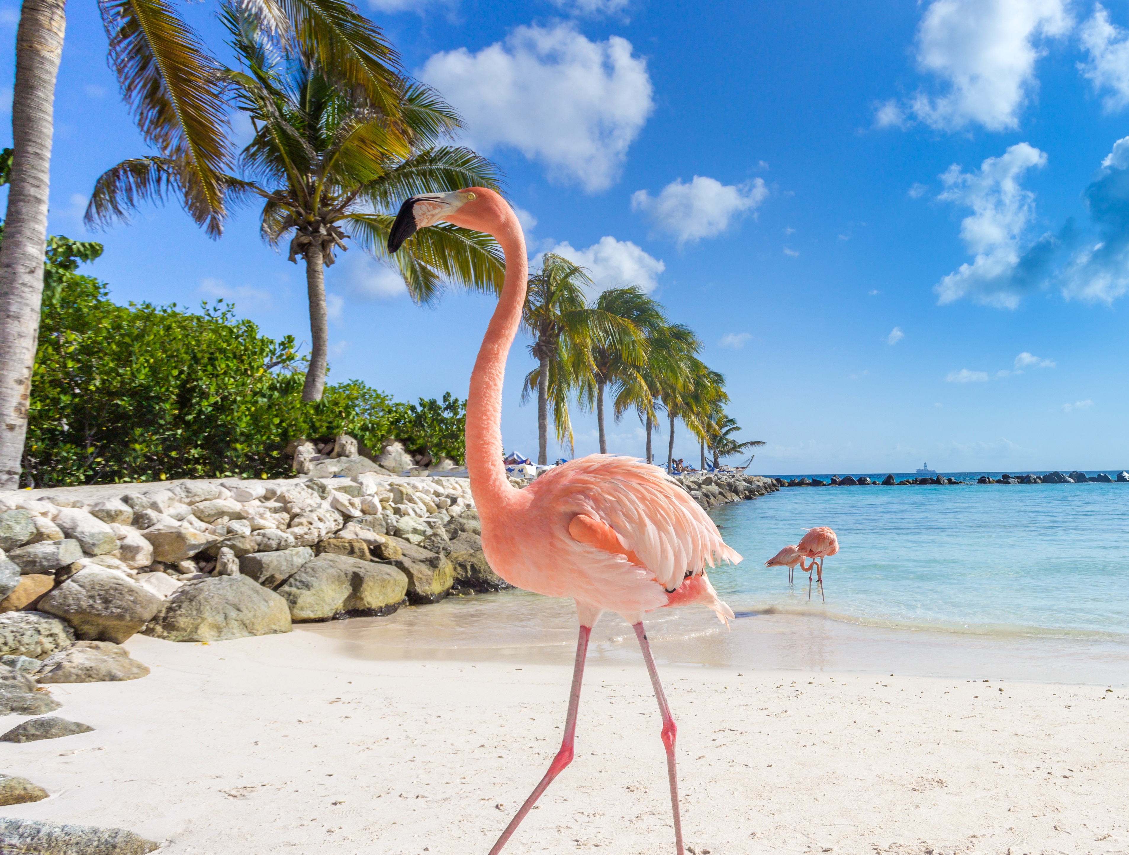 Resor till Aruba – Västindienspecialisten